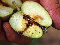 Manzana partida a la mitad